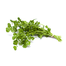 Cilantro