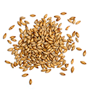 Barley