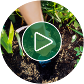 Video de jardinería Comience su huerta