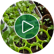 Video de jardinería Cultivo de verduras en macetas