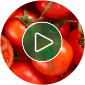 Video de jardinería Tomate perfecto