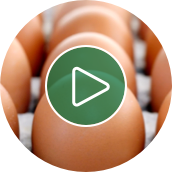 Egg Safety