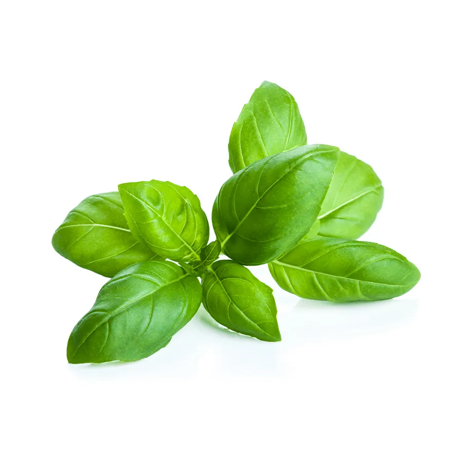 Basil