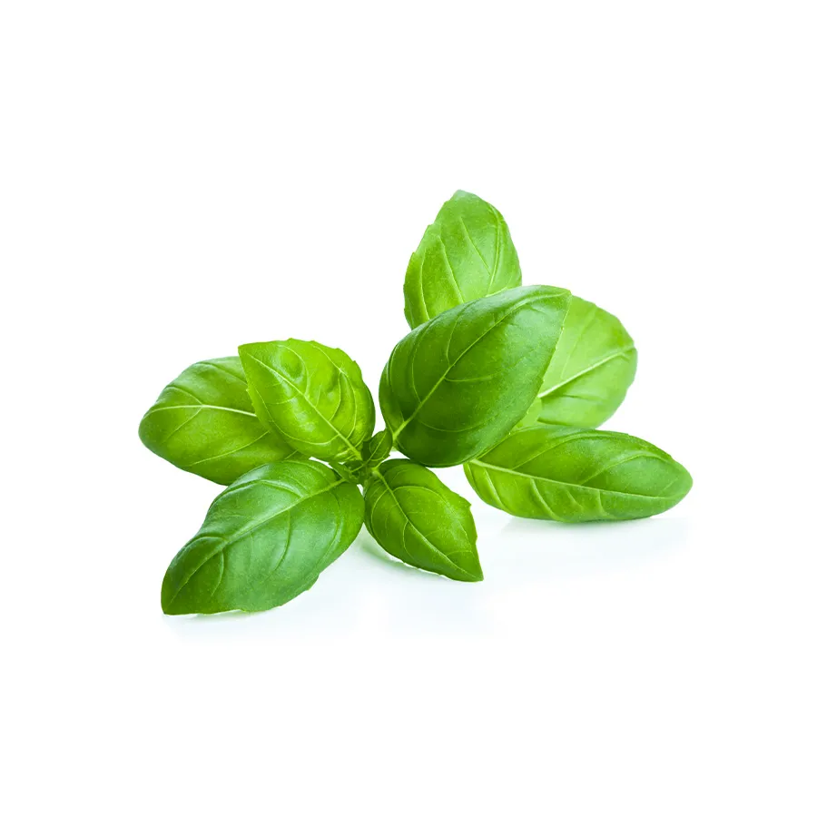 Basil