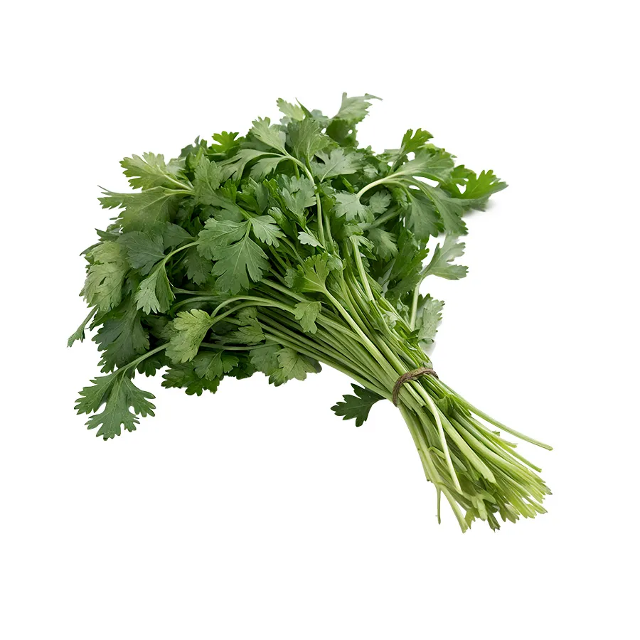 Cilantro