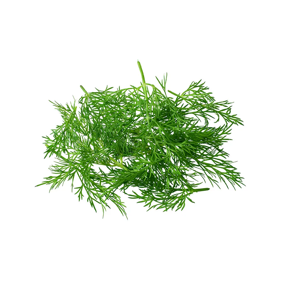 Fresh Dill